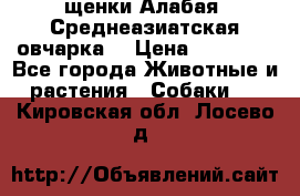 щенки Алабая (Среднеазиатская овчарка) › Цена ­ 15 000 - Все города Животные и растения » Собаки   . Кировская обл.,Лосево д.